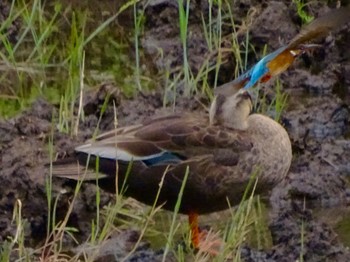 Eastern Spot-billed Duck Maioka Park Mon, 5/6/2024