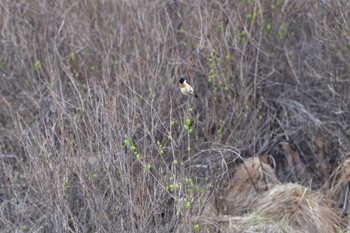 Amur Stonechat 奥日光 Mon, 5/6/2024