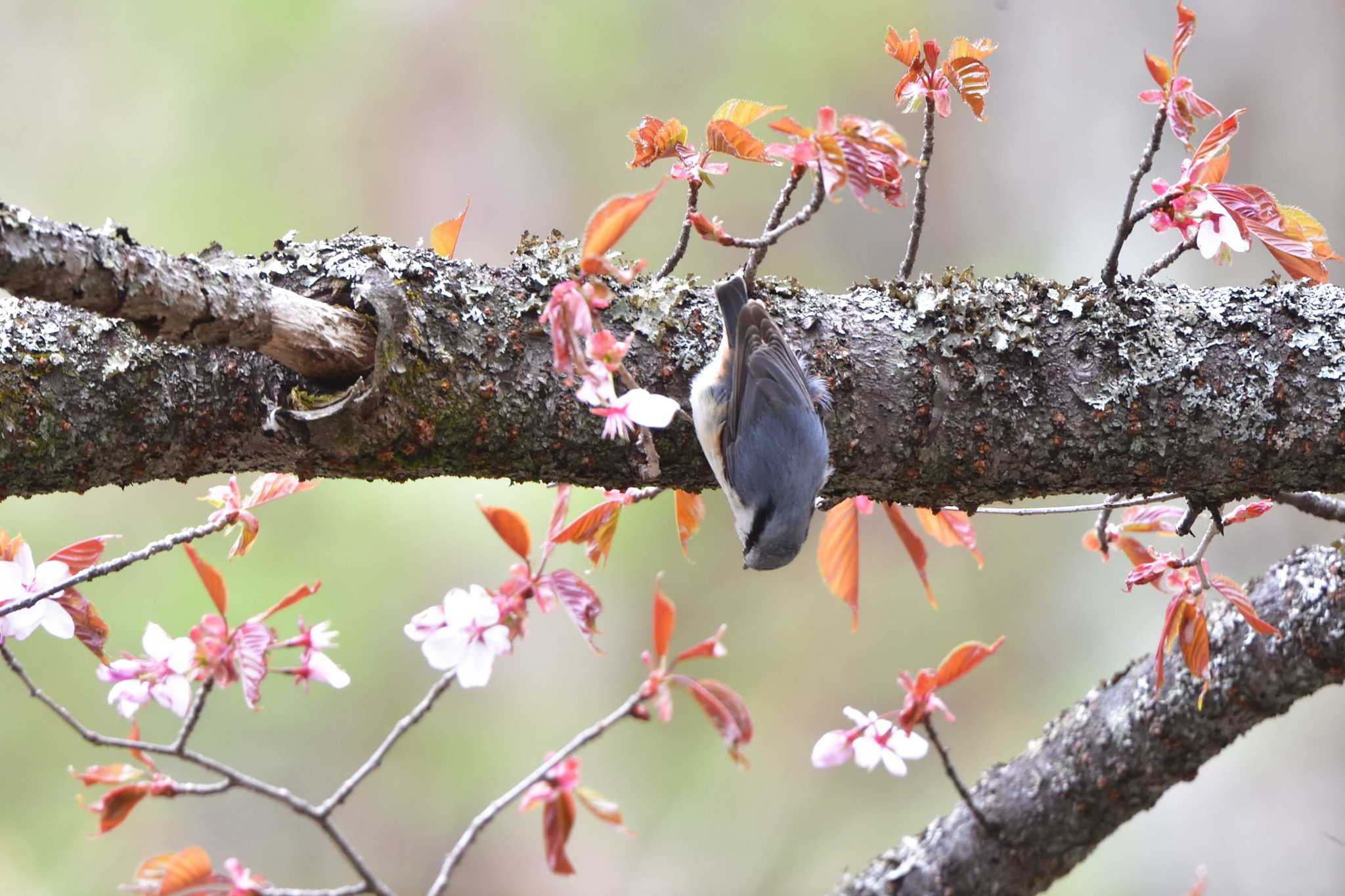 Photo of Eurasian Nuthatch at 奥日光 by やなさん
