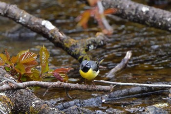 Grey Wagtail 奥日光 Mon, 5/6/2024