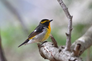 Narcissus Flycatcher 奥日光 Mon, 5/6/2024