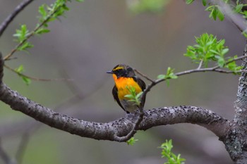 Mon, 5/6/2024 Birding report at 奥日光