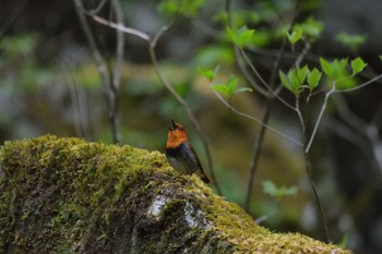 Japanese Robin Unknown Spots Mon, 5/6/2024