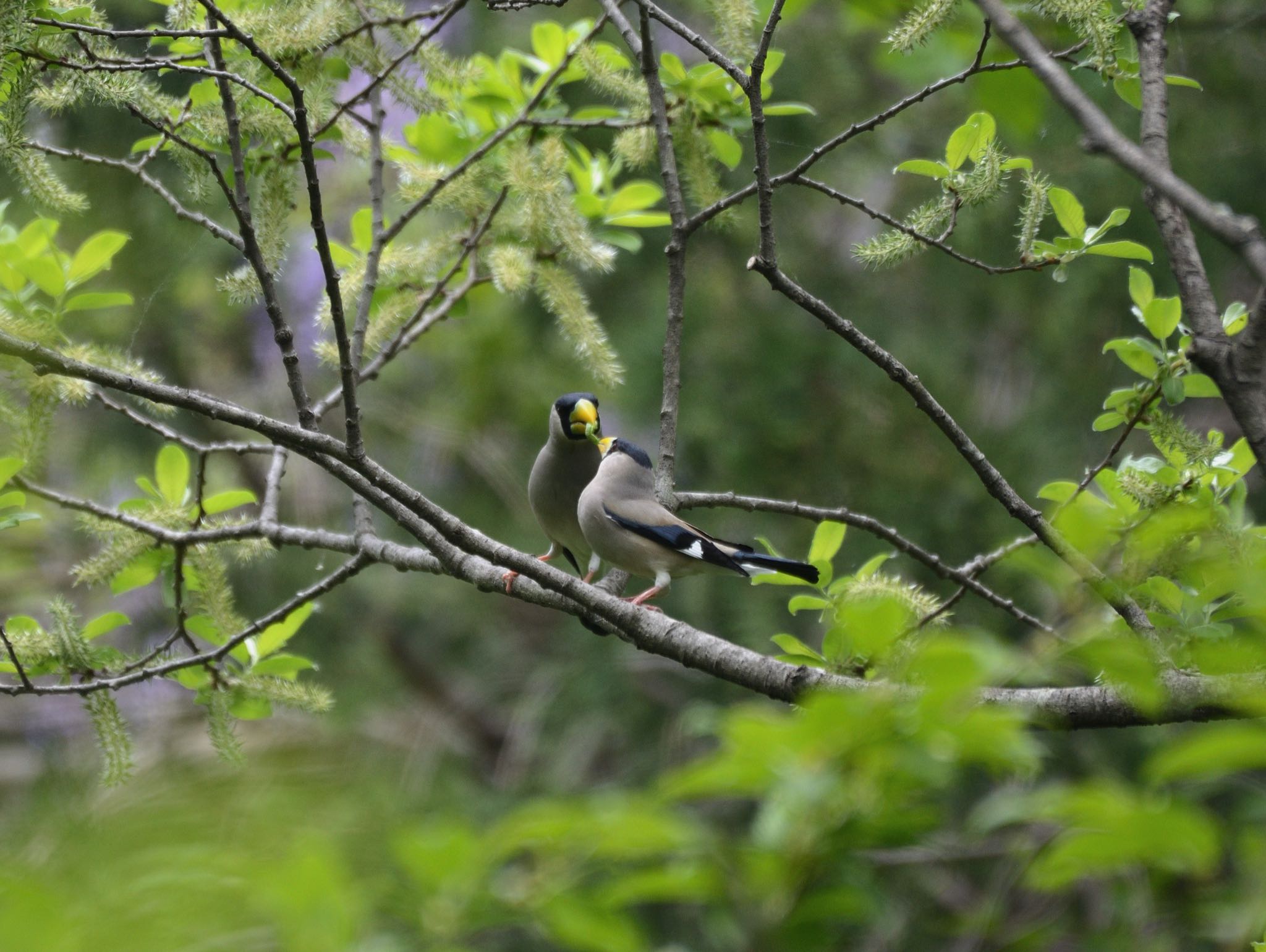 Photo of Japanese Grosbeak at  by 西白井