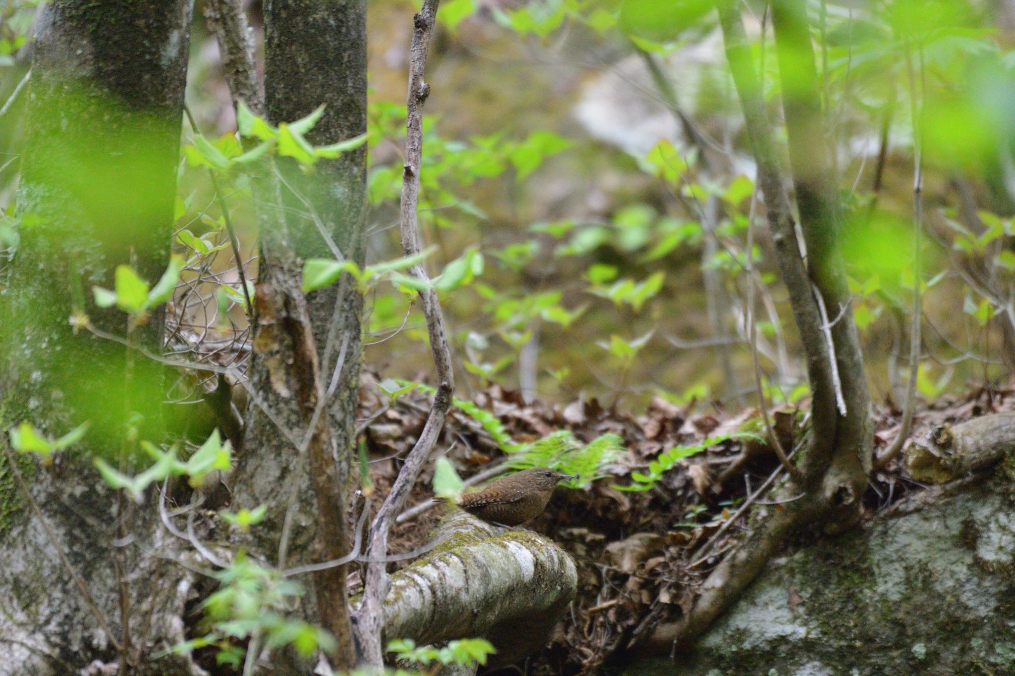 Photo of Eurasian Wren at  by 西白井