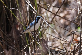 Siberian Blue Robin 山梨県 Sun, 4/28/2024