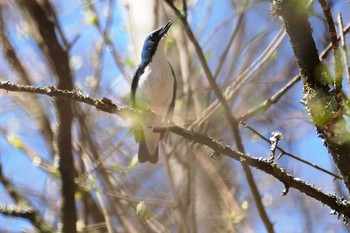 Siberian Blue Robin 山梨県 Sun, 4/28/2024