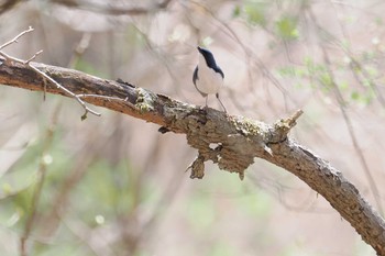 Siberian Blue Robin 山梨県 Sun, 4/28/2024