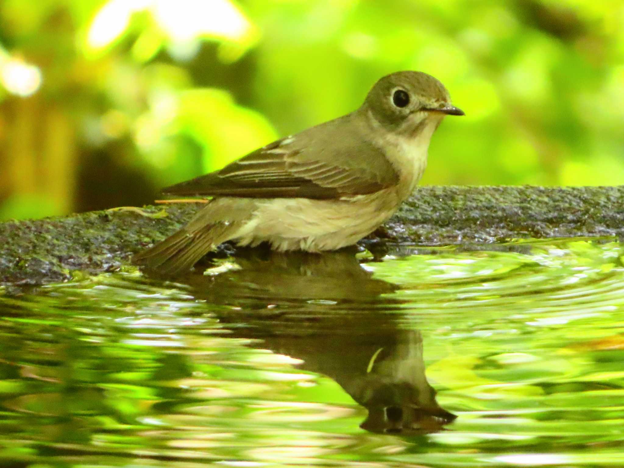 Asian Brown Flycatcher