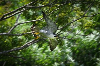 Peregrine Falcon 栃木県 Sat, 5/4/2024