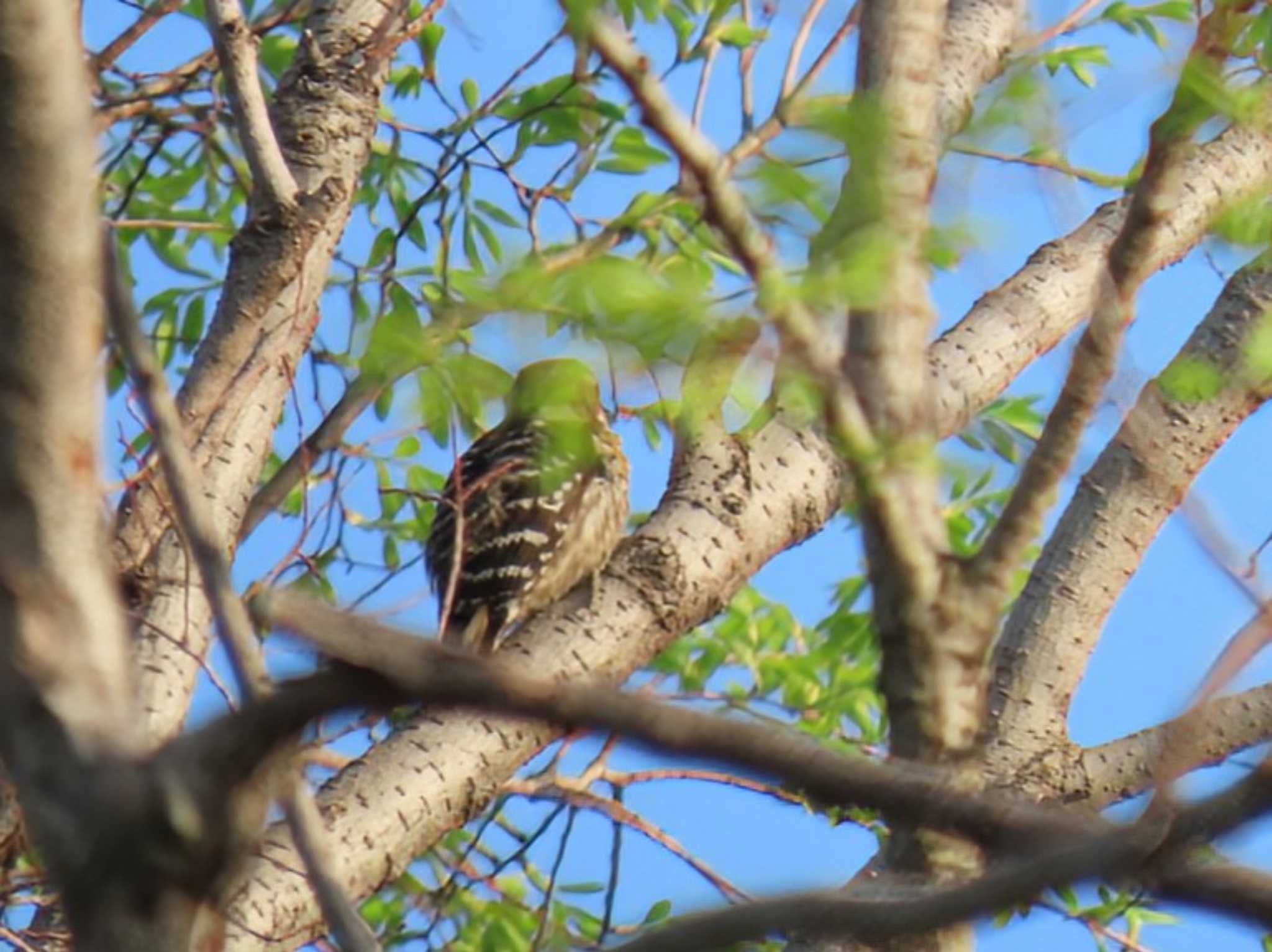 Japanese Pygmy Woodpecker