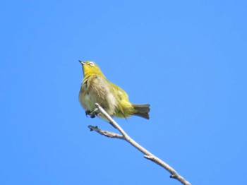 2024年5月5日(日) 大阪城公園の野鳥観察記録