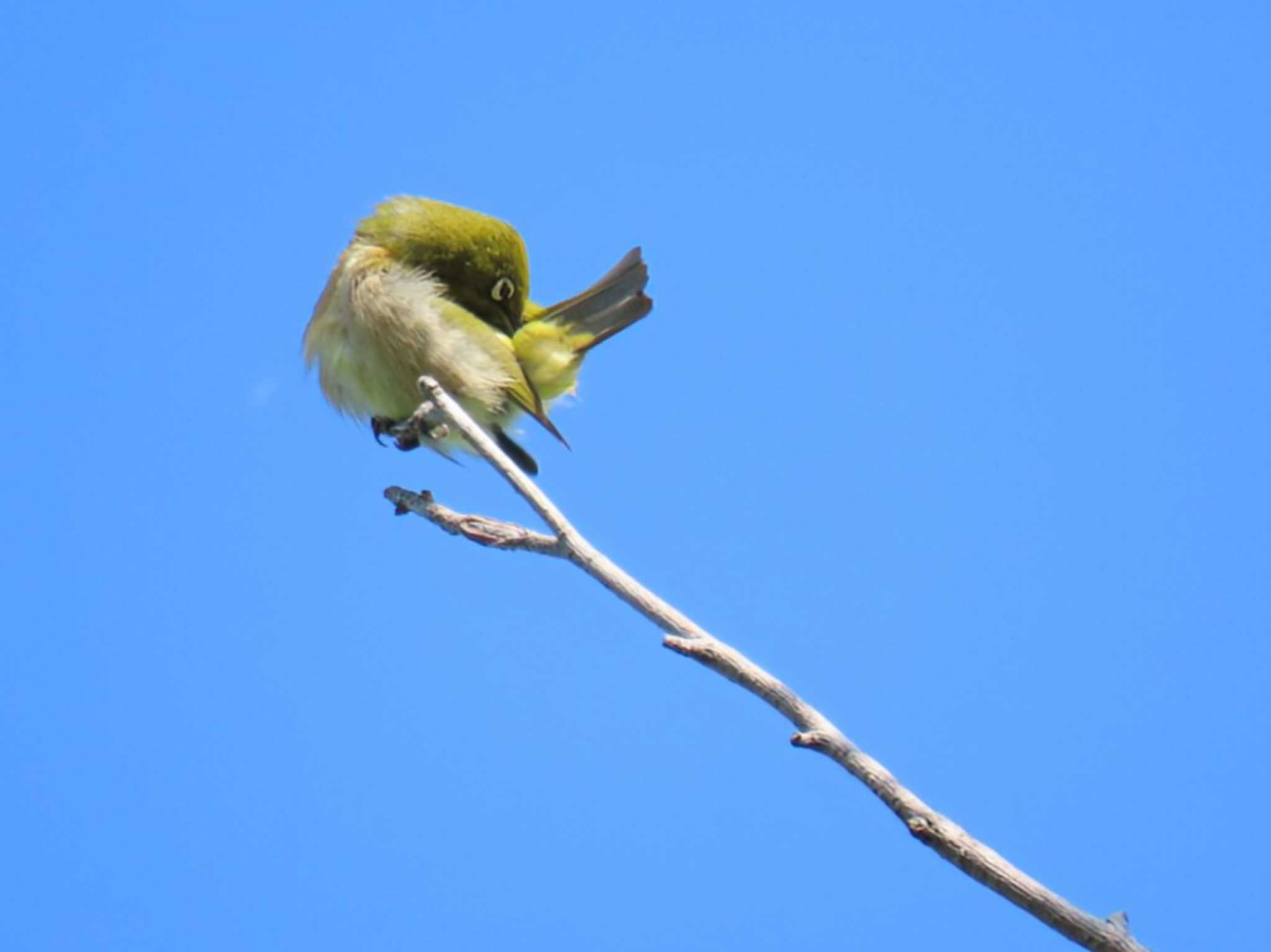 Warbling White-eye