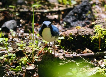 Siberian Blue Robin Karuizawa wild bird forest Sun, 5/5/2024