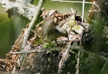 Asian Brown Flycatcher Karuizawa wild bird forest Sun, 5/5/2024