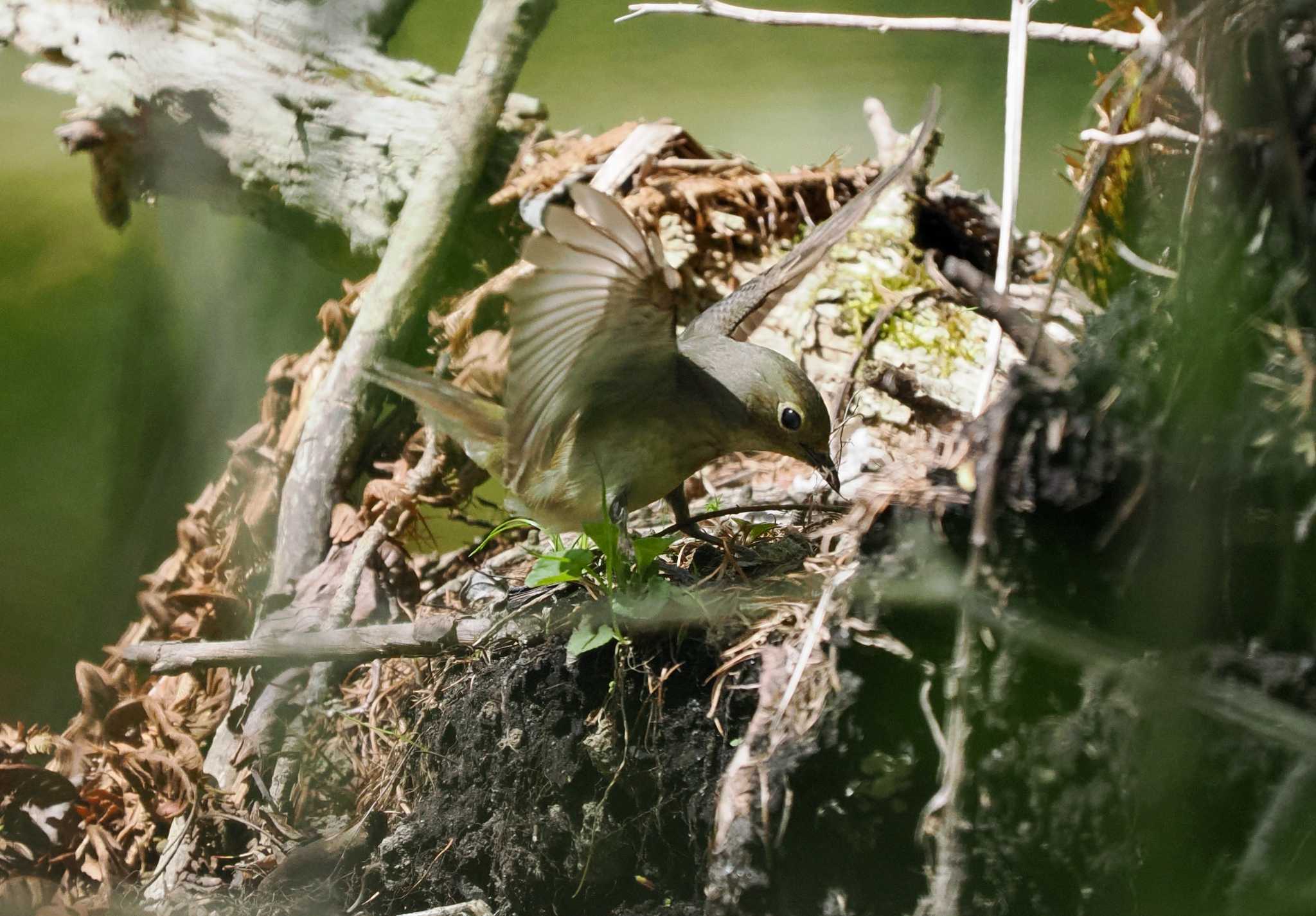 Photo of Asian Brown Flycatcher at Karuizawa wild bird forest by okamooo