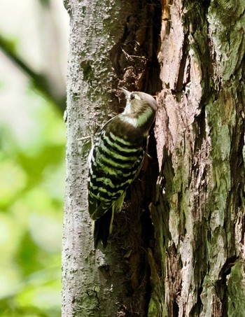 Japanese Pygmy Woodpecker Karuizawa wild bird forest Sun, 5/5/2024