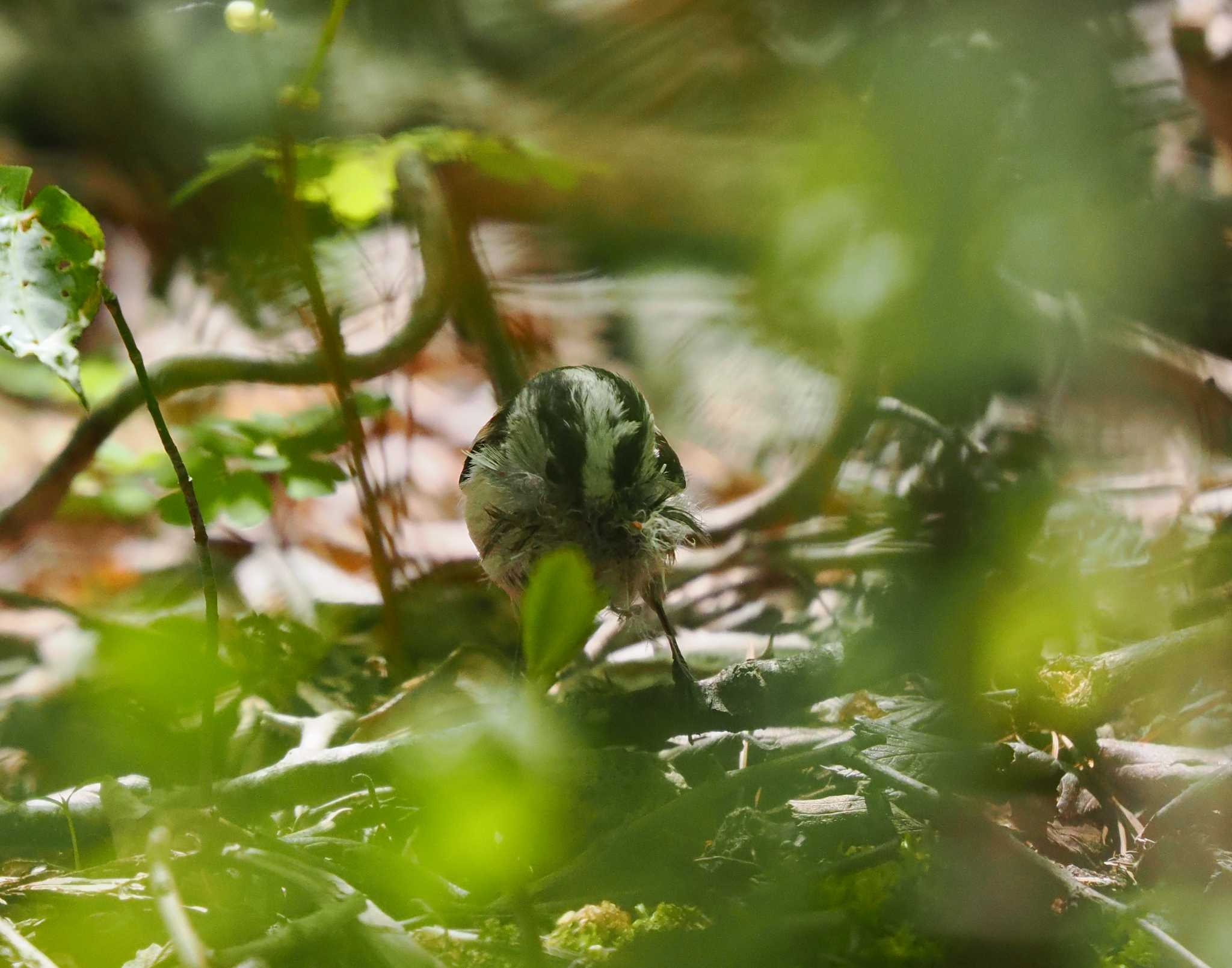 軽井沢野鳥の森 エナガの写真 by okamooo