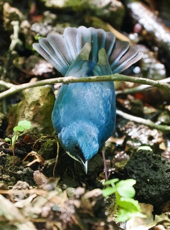 Siberian Blue Robin Karuizawa wild bird forest Sun, 5/5/2024