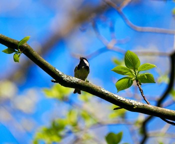 Coal Tit Karuizawa wild bird forest Sun, 5/5/2024