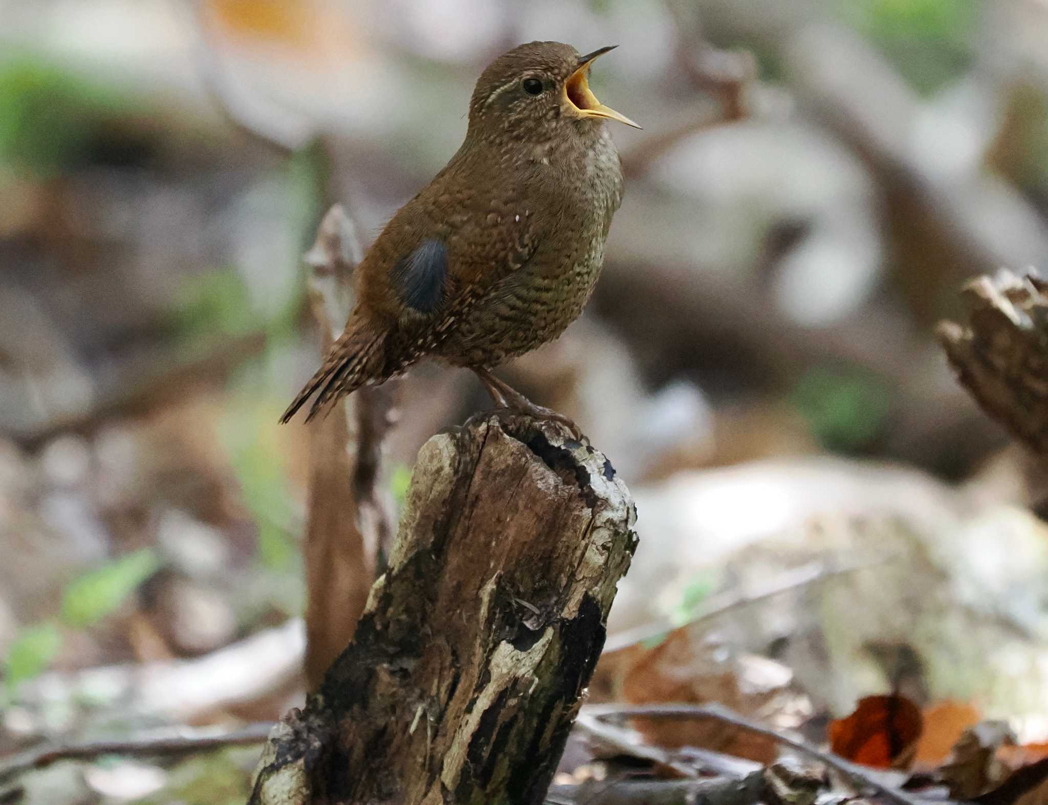 軽井沢野鳥の森 ミソサザイの写真 by okamooo