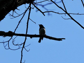 Blue-and-white Flycatcher Karuizawa wild bird forest Sun, 5/5/2024