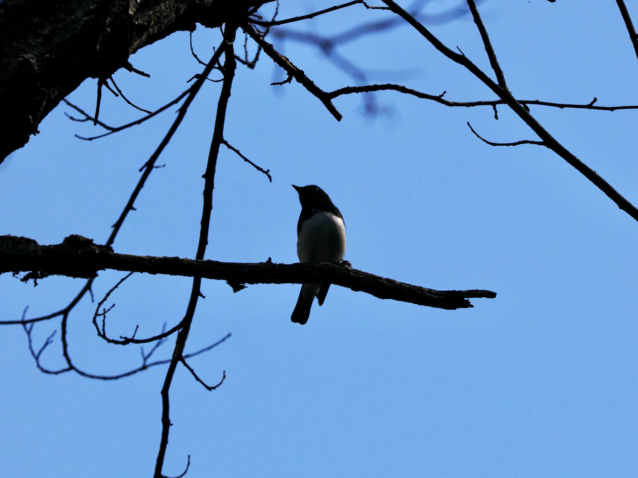 Blue-and-white Flycatcher