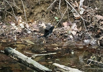 Mon, 5/6/2024 Birding report at 伊香保森林公園