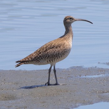 Eurasian Whimbrel Tokyo Port Wild Bird Park Sat, 5/4/2024