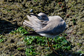 Grey-tailed Tattler 日の出三番瀬沿い緑道 Sun, 5/5/2024