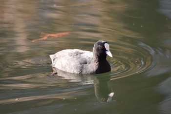 Eurasian Coot 井ノ頭公園 Fri, 1/4/2019