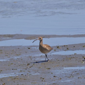 チュウシャクシギ 東京港野鳥公園 2024年5月4日(土)