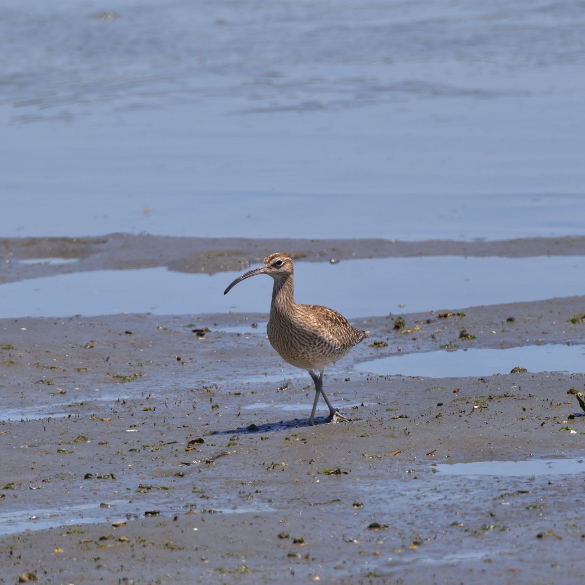 Eurasian Whimbrel