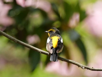 Narcissus Flycatcher 秩父 Fri, 4/26/2024