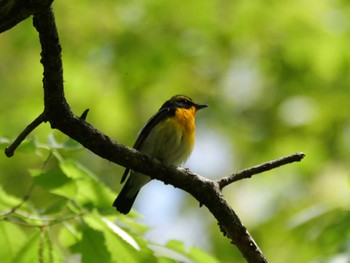 Narcissus Flycatcher 秩父 Fri, 4/26/2024