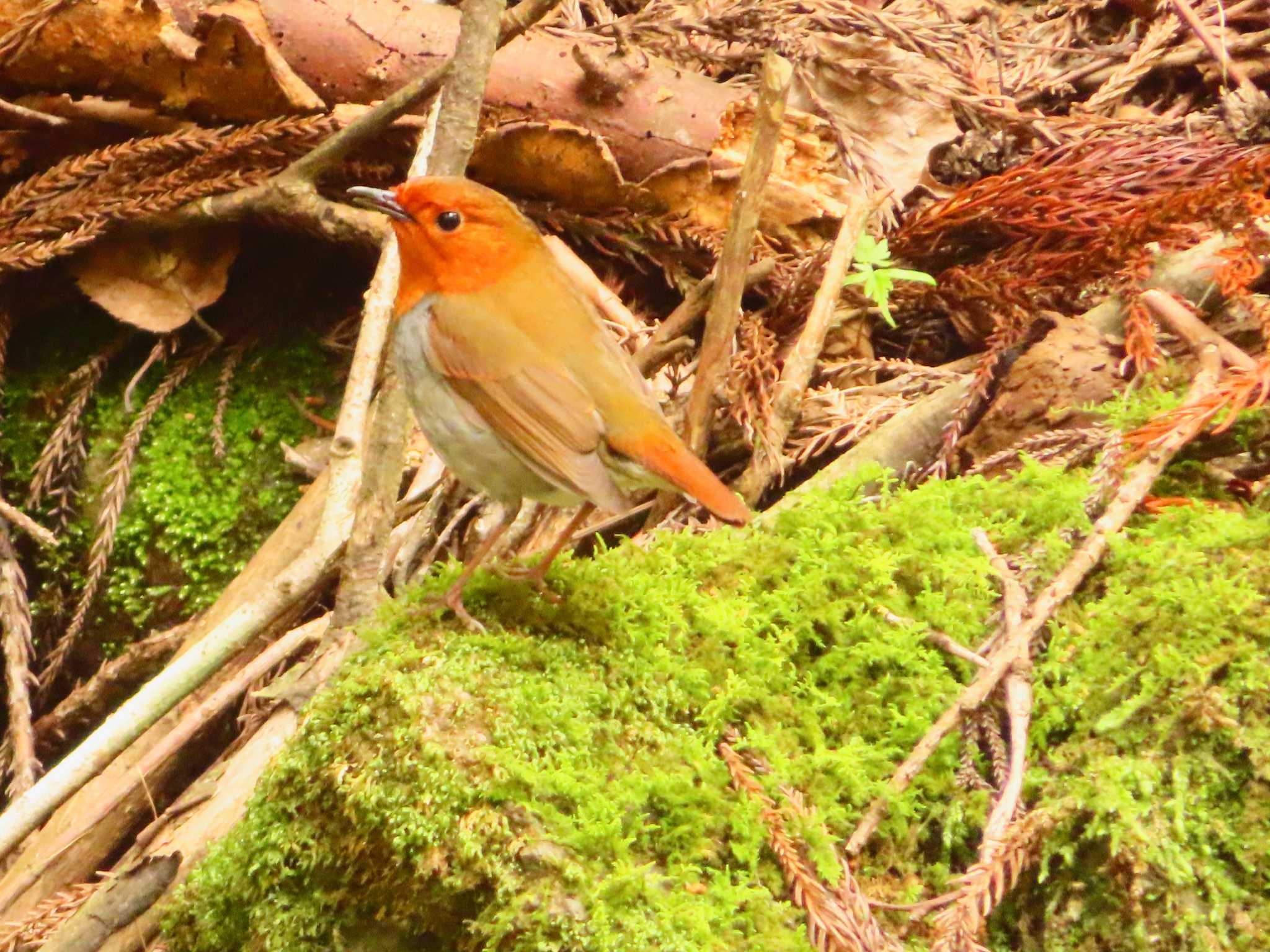 Photo of Japanese Robin at 日向渓谷 by ゆ