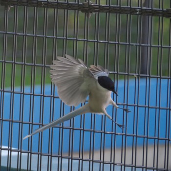 Azure-winged Magpie Ukima Park Sun, 4/28/2024