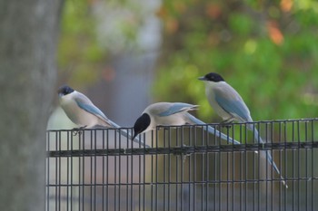 オナガ 都立浮間公園 2024年4月28日(日)