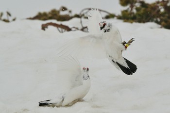 Rock Ptarmigan Unknown Spots Mon, 4/22/2024