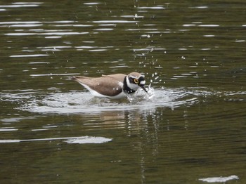 Little Ringed Plover Kasai Rinkai Park Mon, 5/6/2024