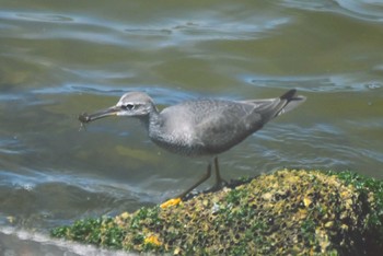 Grey-tailed Tattler 堺市内 Sun, 5/5/2024