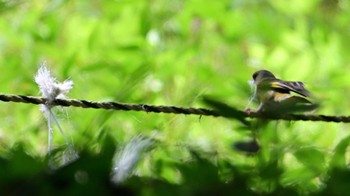 カワラヒワ 馬見丘陵公園 2024年5月3日(金)