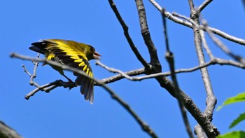 カワラヒワ 大和民俗公園 2024年5月4日(土)