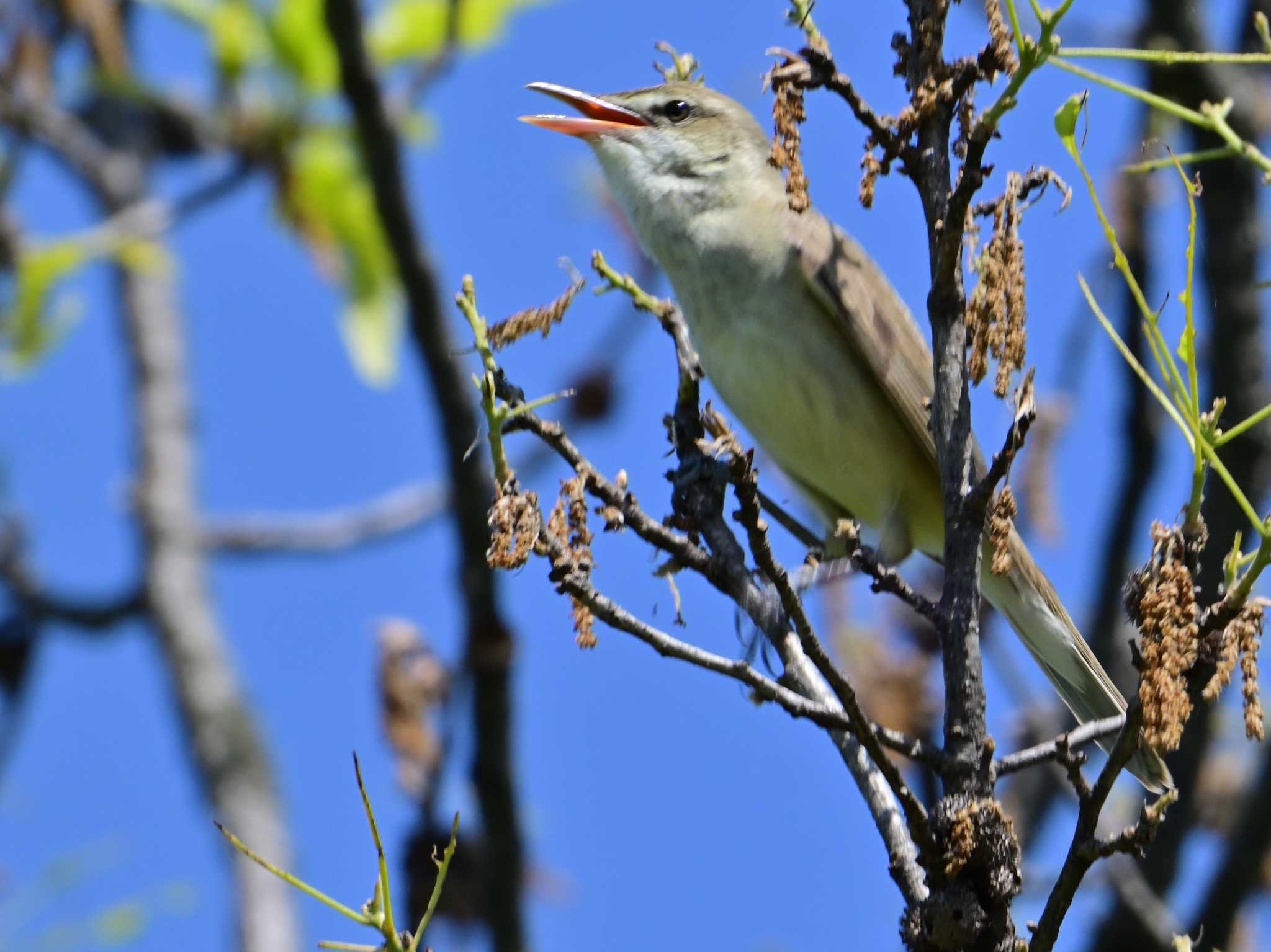 Oriental Reed Warbler