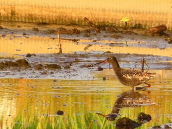 Spotted Redshank Inashiki Mon, 4/29/2024