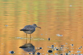 Grey-tailed Tattler Kasai Rinkai Park Sun, 5/5/2024