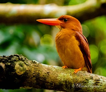 Ruddy Kingfisher(bangsi) Ishigaki Island Thu, 5/2/2024