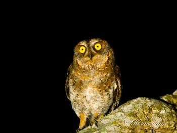 Ryukyu Scops Owl Ishigaki Island Fri, 5/3/2024