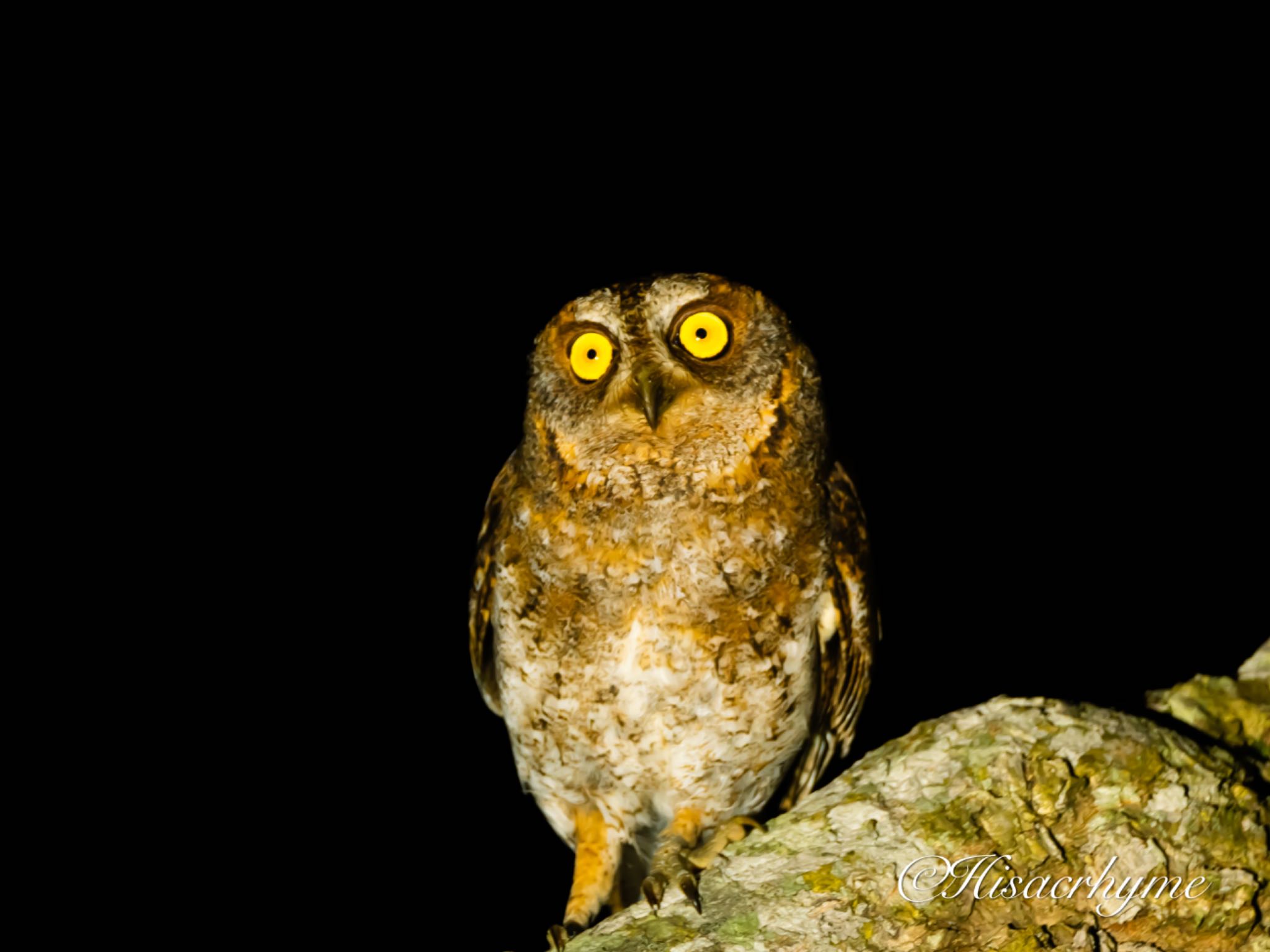 石垣島 リュウキュウコノハズクの写真 by ひさっぷ