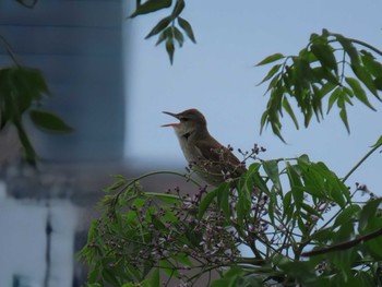 Mon, 5/6/2024 Birding report at 淀川